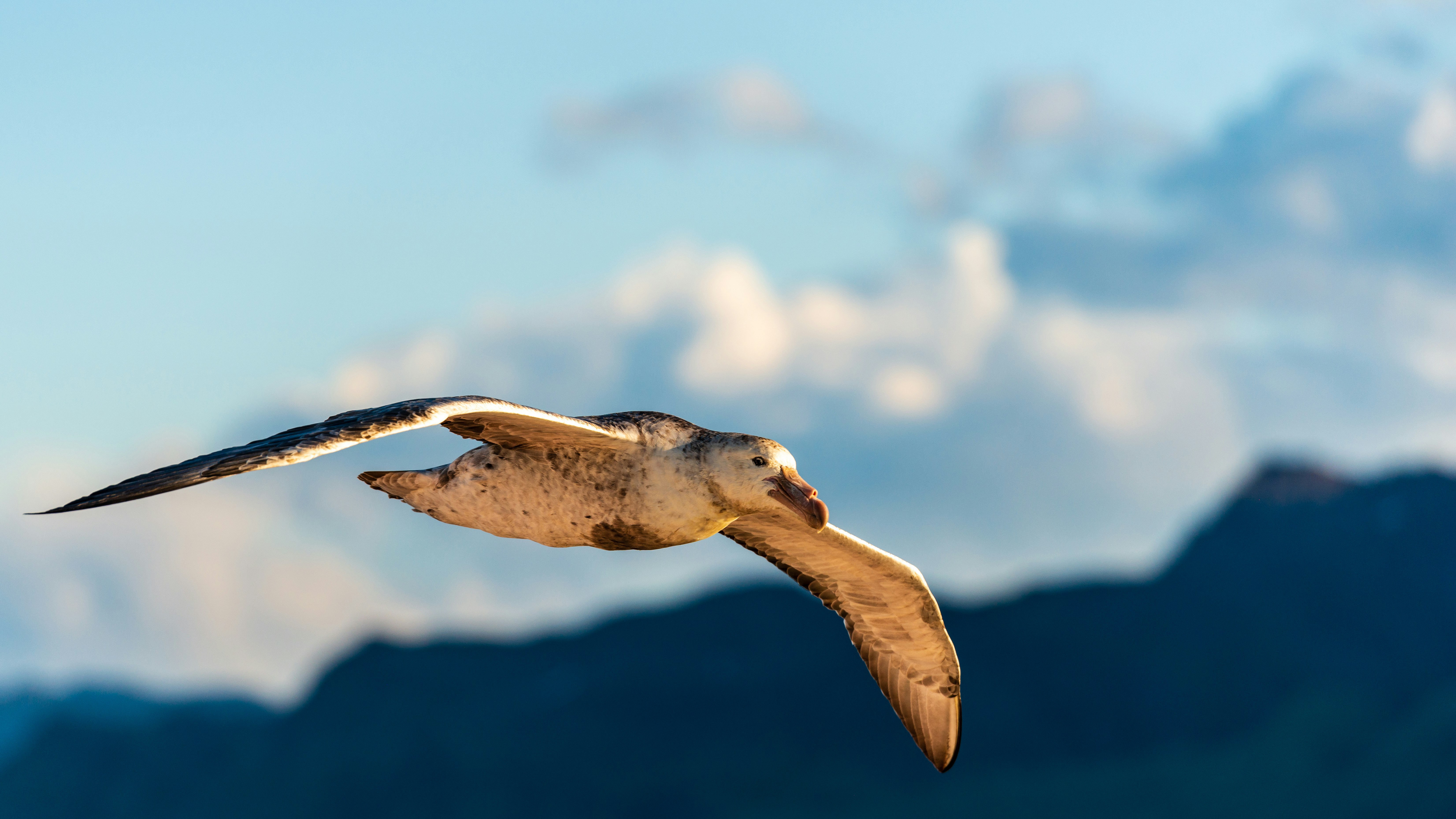 selective focus photography of flying bird during daytime